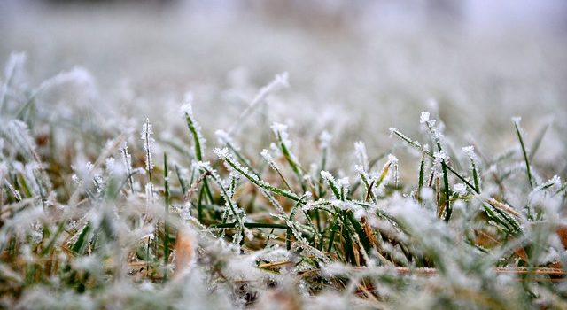 pelouse en hiver